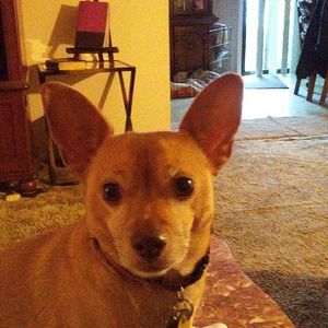 Meet your Posher, Penny